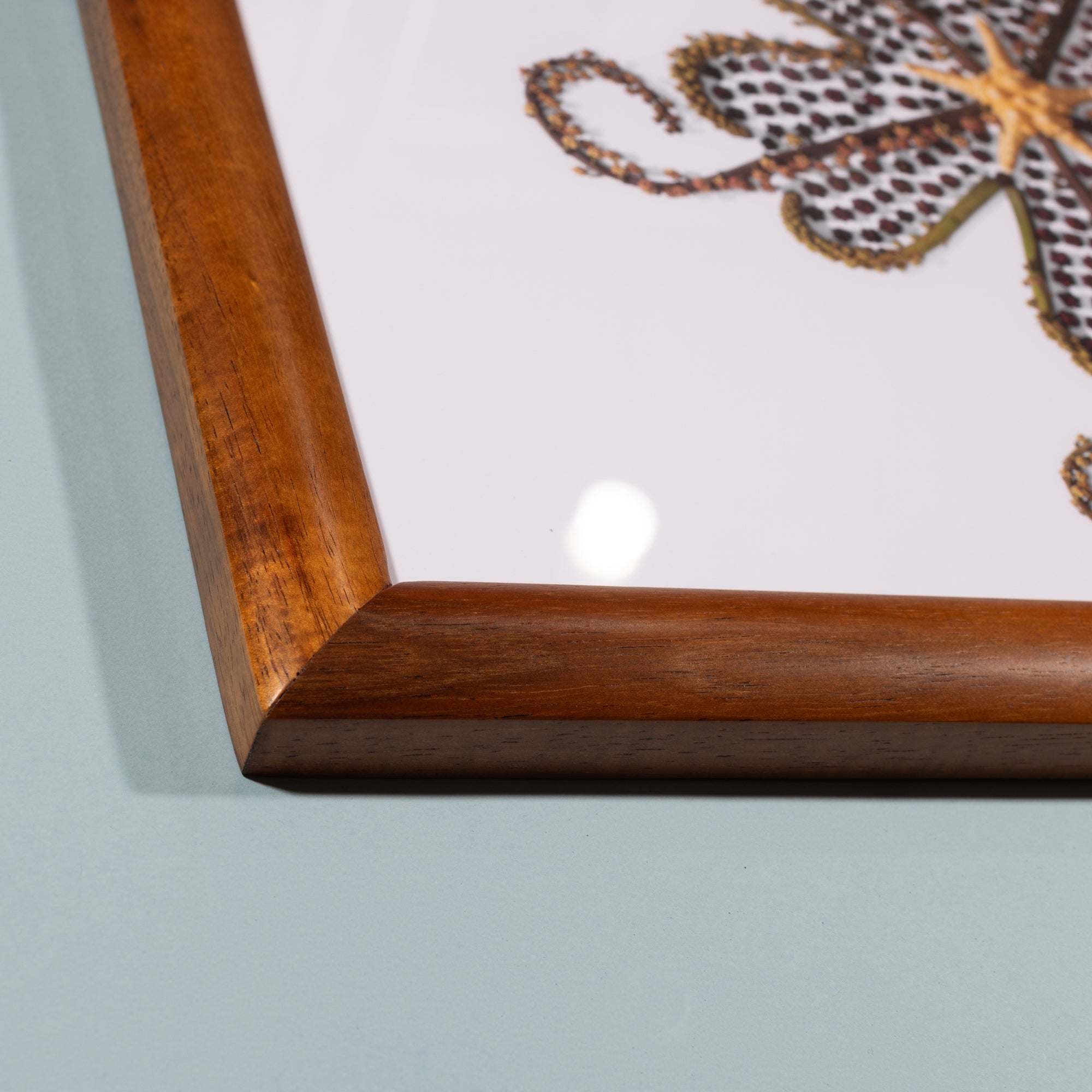 Unlce&#39;s Tako - Koa Wood Frame