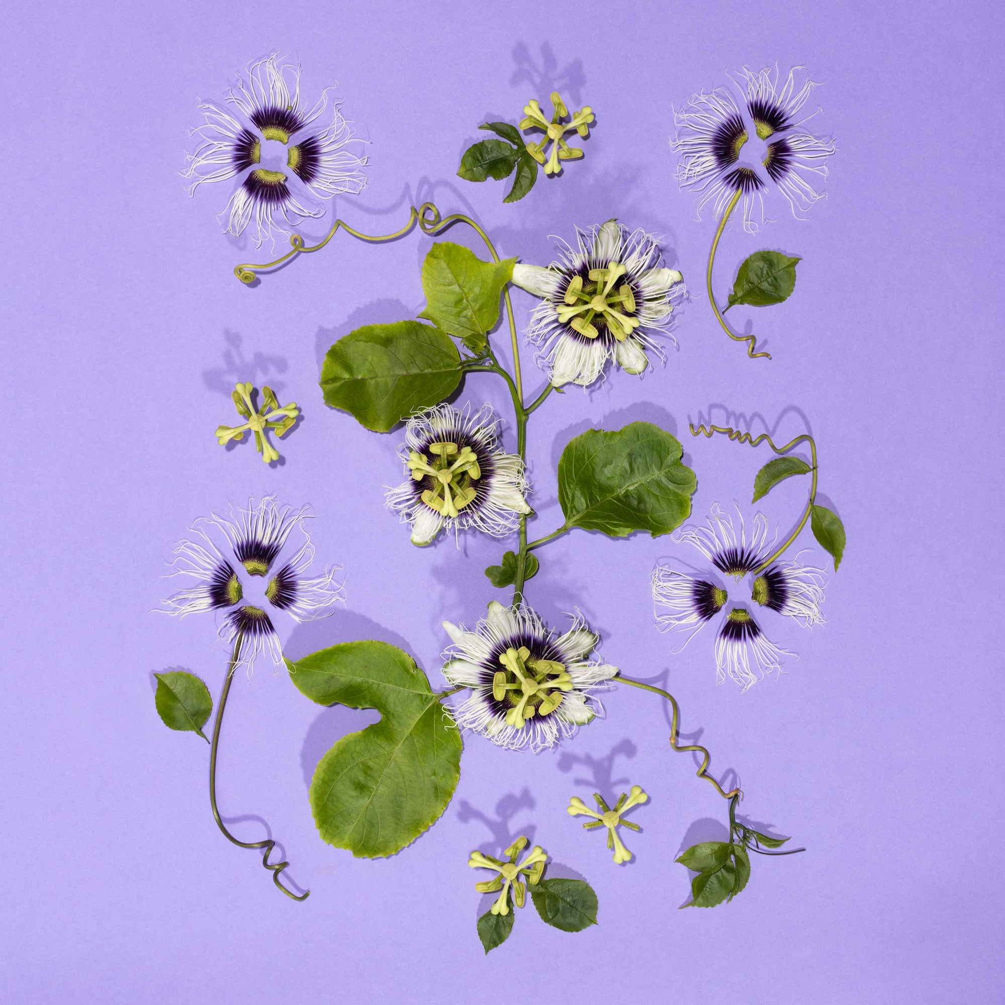 Lilikoi passion flowers and leaves arranged in a photograph fine art piece Hawaiian fine art photo Lola Pilar Hawaii