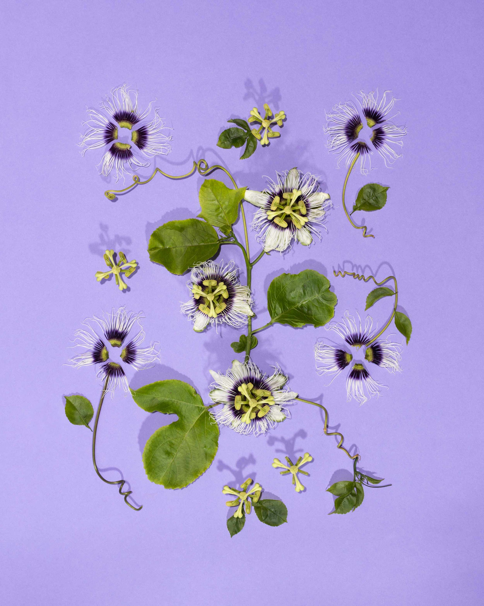 Passion flowers and leaves arranged on a purple background Hawaiian fine art photo Lola Pilar Hawaii