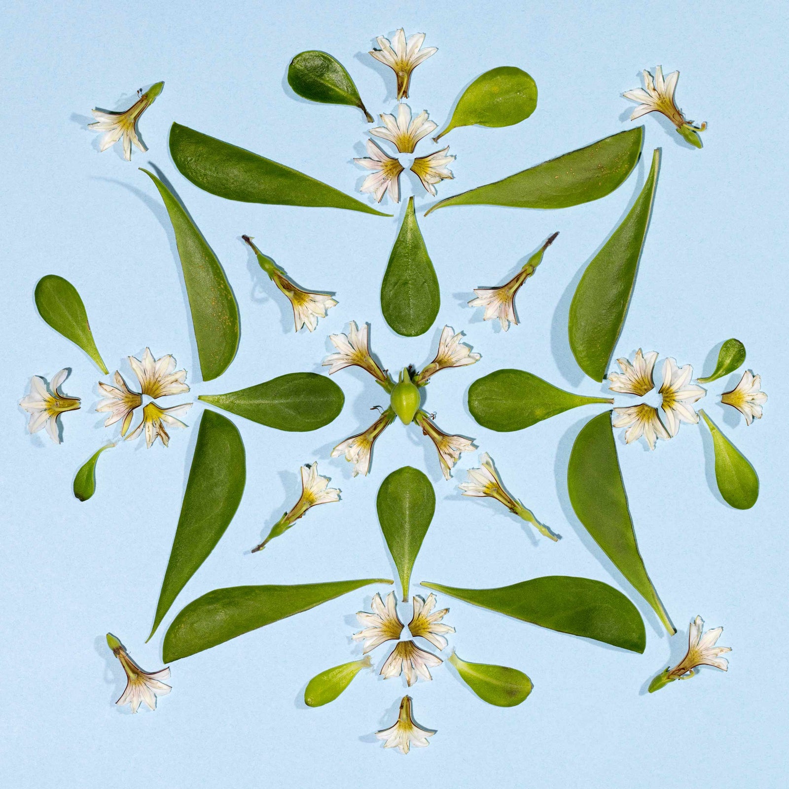 Geometric hawaiian quilt pattern made of naupaka leaves and naupaka white flowers on a light blue background Hawaiian fine art photo Lola Pilar Hawaii