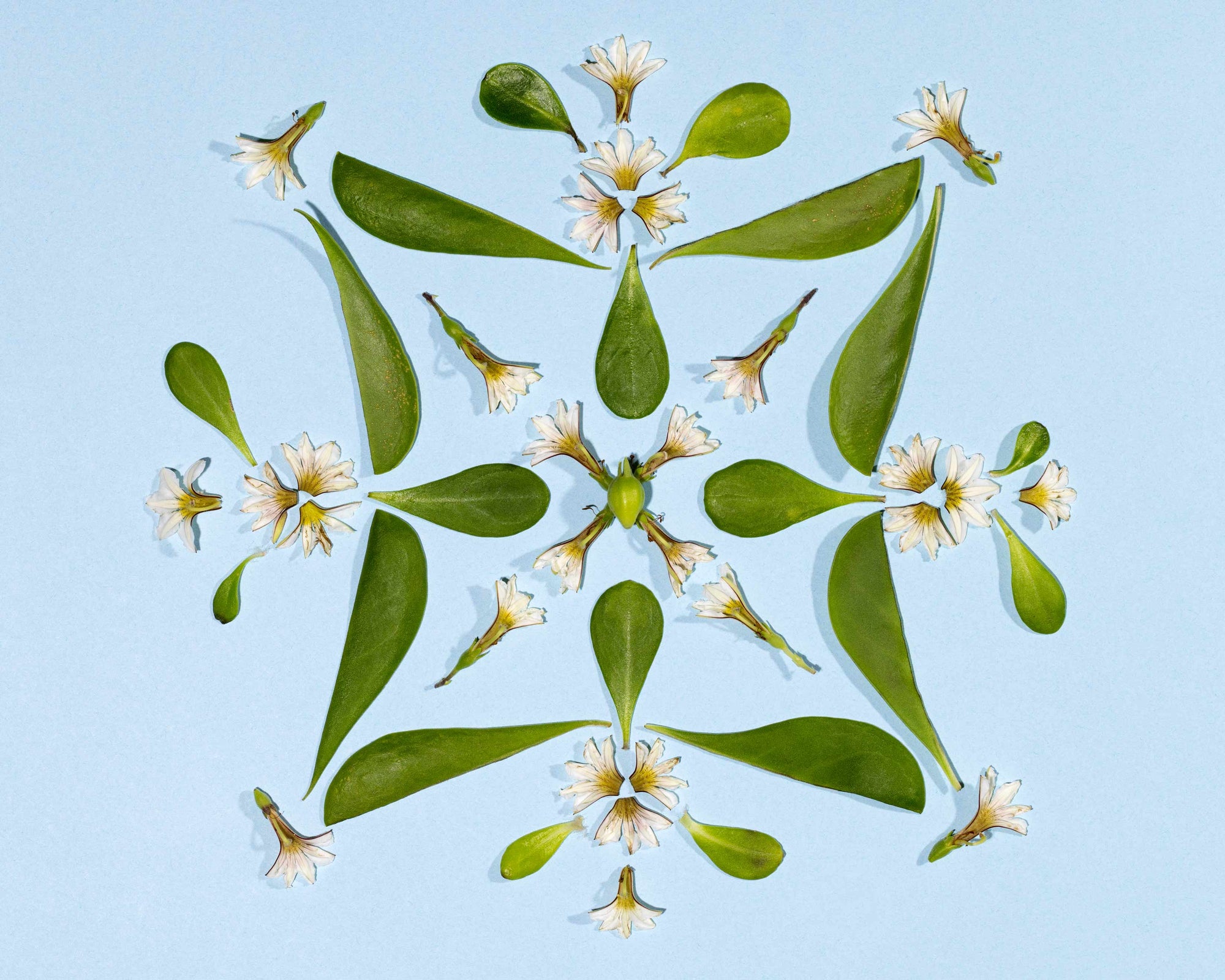 Naupaka green leaves and white flowers photo print inspired by hawaiian quilts using real flowers Hawaiian fine art photo Lola Pilar Hawaii