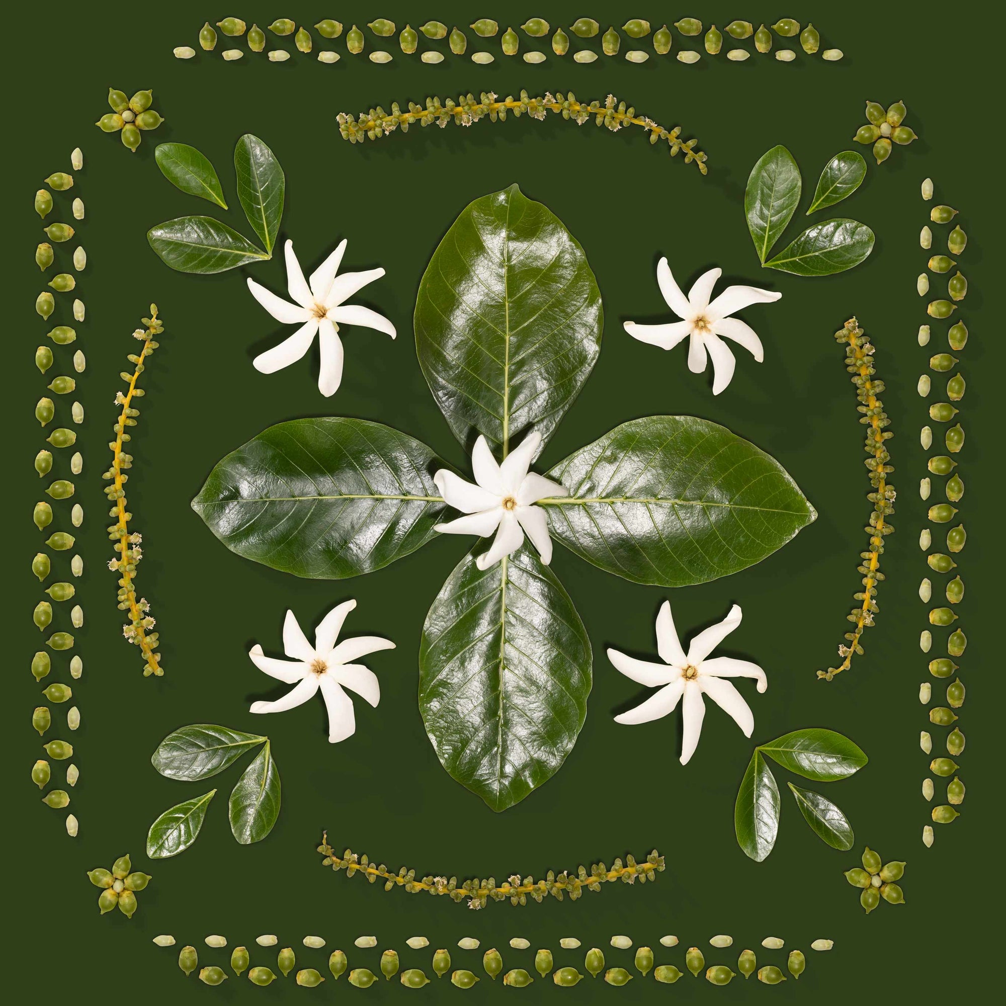 Arrangement of green seeds, tahitian gardenia and tiare leaves arranged into a design inspired by hawaiian quilts with a green background Honolulu Oahu Hawaii art print Lola Pilar Hawaii
