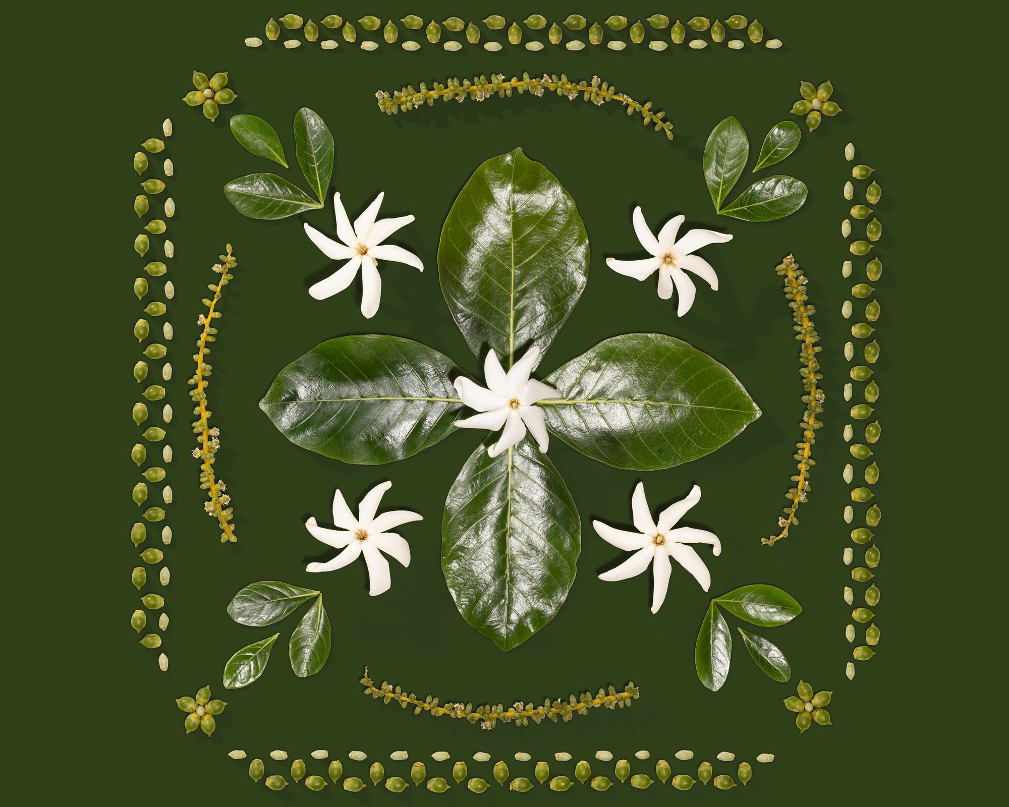A quilt like arrangement of tiare aka tahitian gardenia inspired by hawaiian quilt Honolulu Oahu Hawaii art print Lola Pilar Hawaii