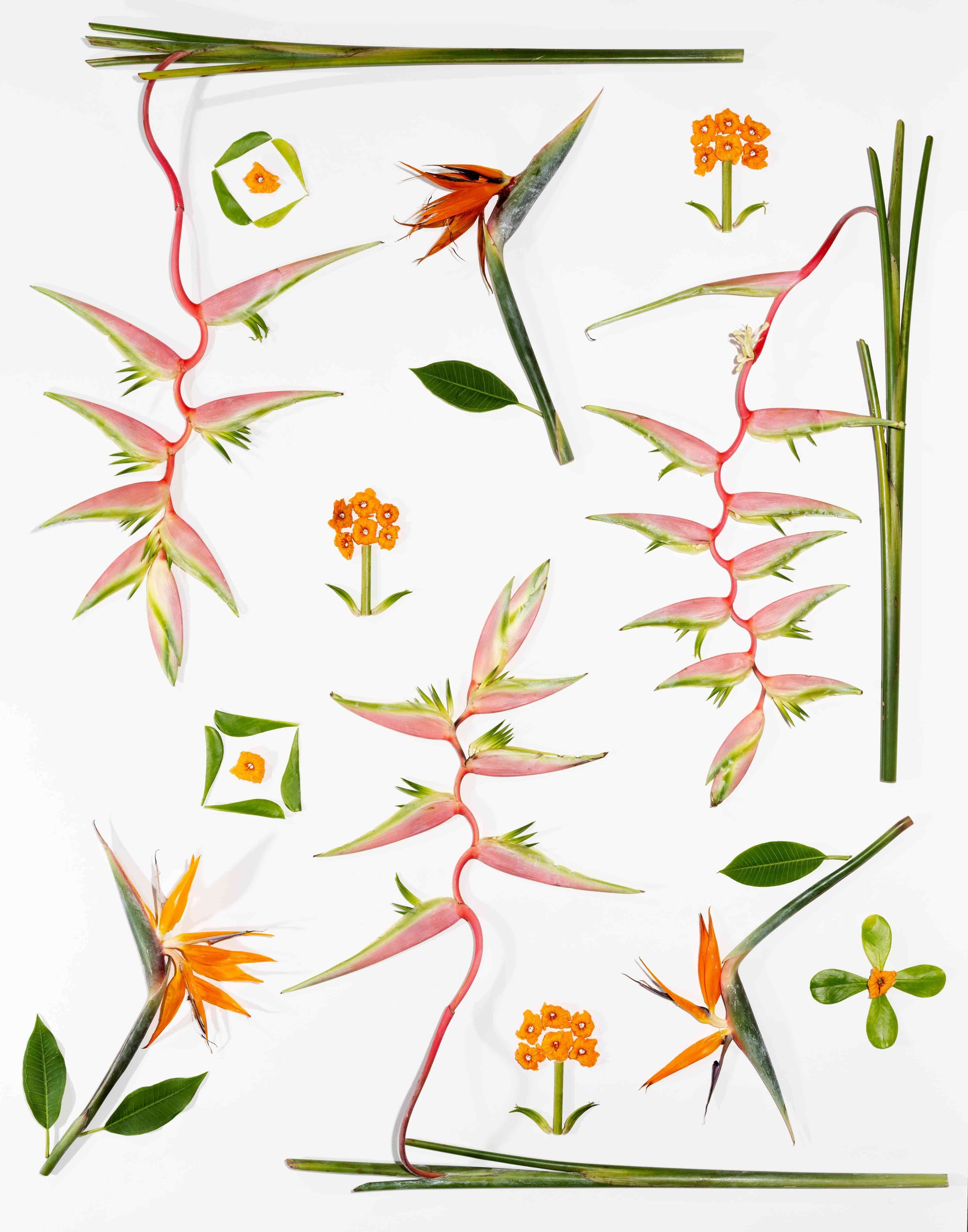 Flat lay botanical art print featuring real Hawaiian flowers and foliage including hanging heliconia, kou flowers, bird of paradise, and naupaka leaves on a clean white background.