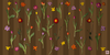 Tulips N&#39; A Dahlia - Brown Stripes