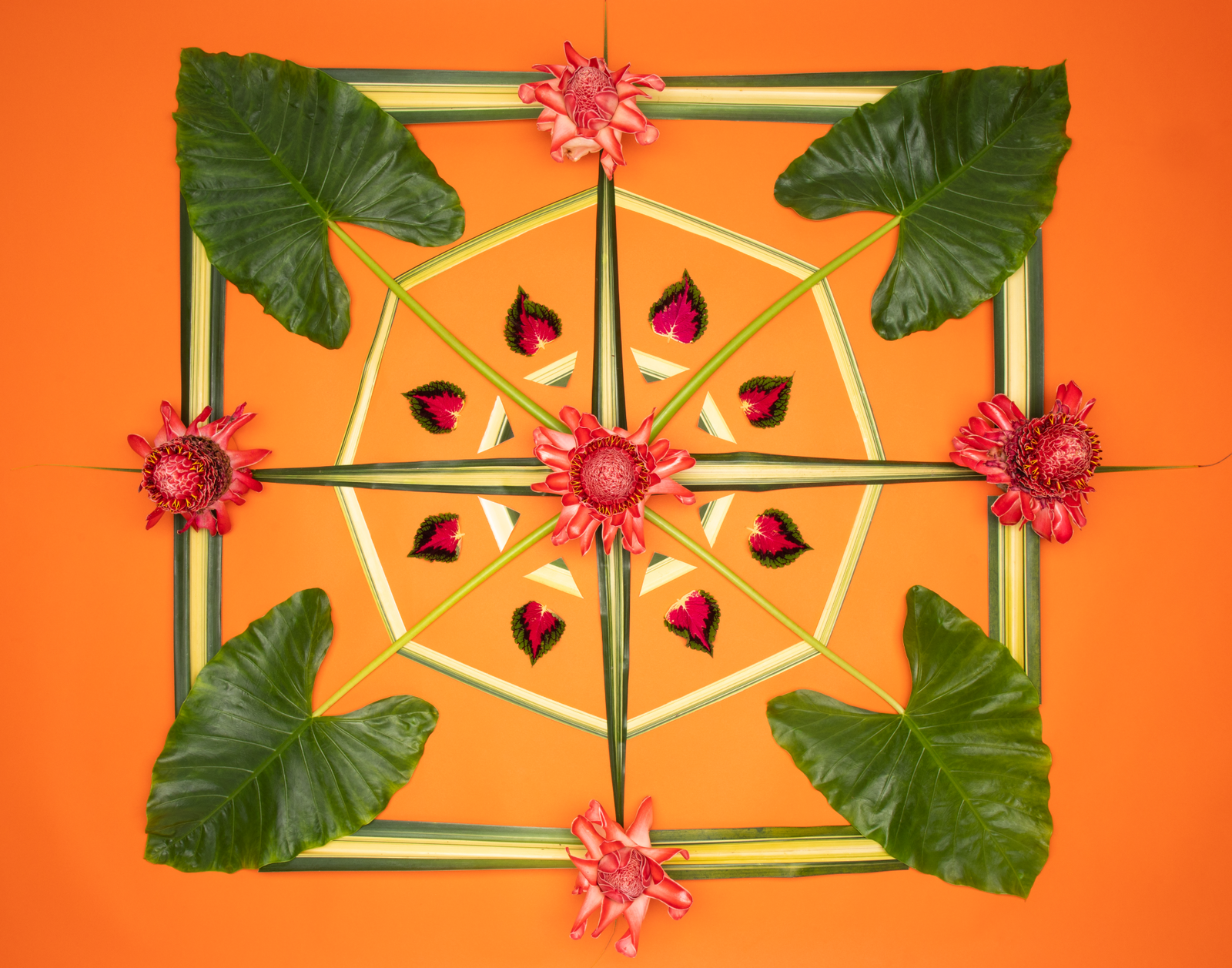 elephant ears lola pilar hawaii artwork torch ginger