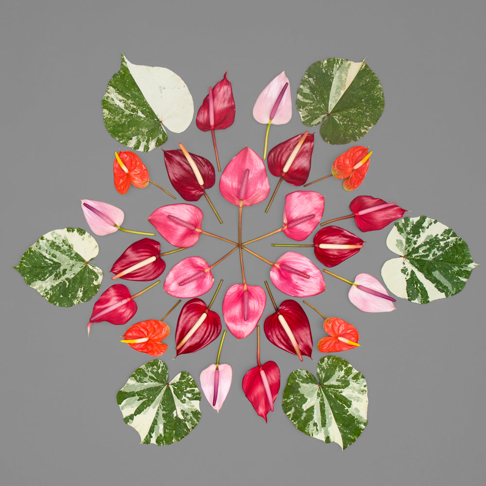 photo of anthurium and hau tree leaves 
