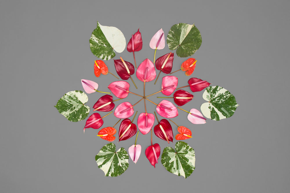 11x14 photograph of local flowers found in hawaii