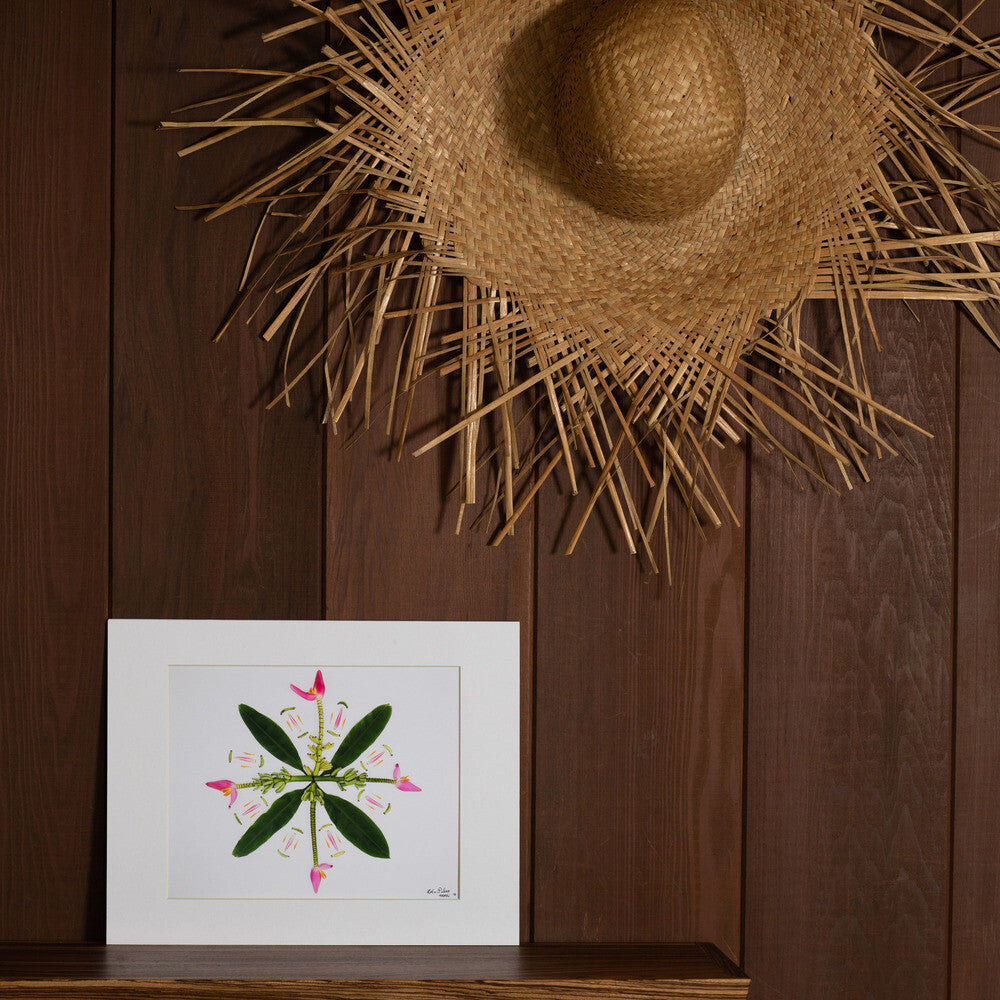 ornamental banana plant print 11x14