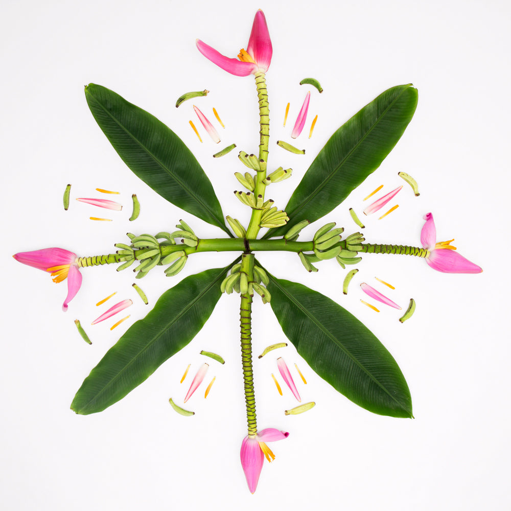 musa ornata banana plant hawaiian quilt design photograph prints