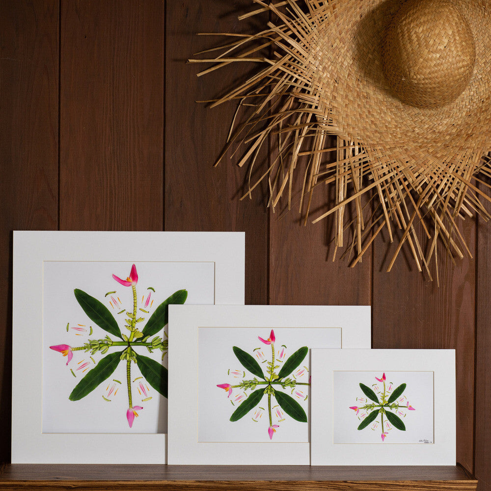 ornamental pink banana plant photo print