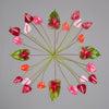 flamingo anthuriums in a circle design creating a symmetrical photograph
