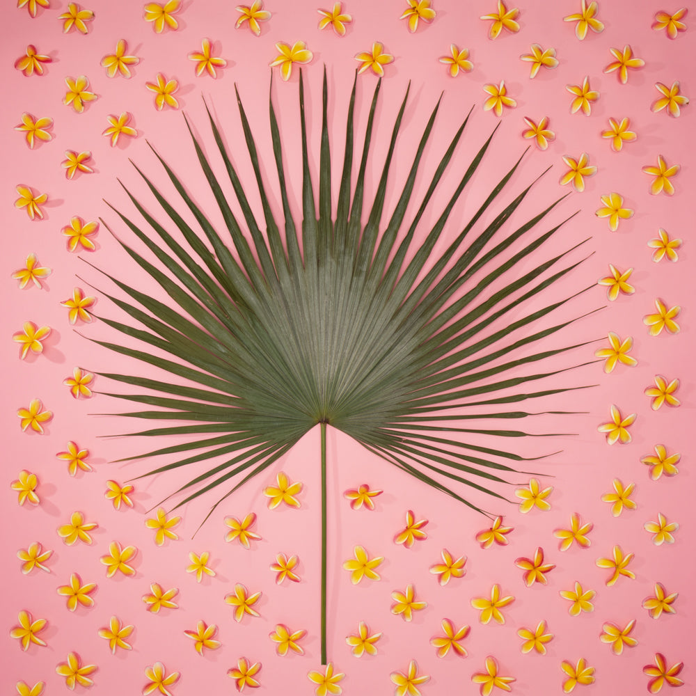hawaiian art with fan palm plumeria on a pink background